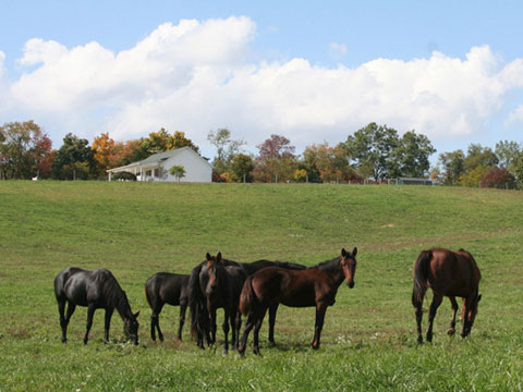 horses