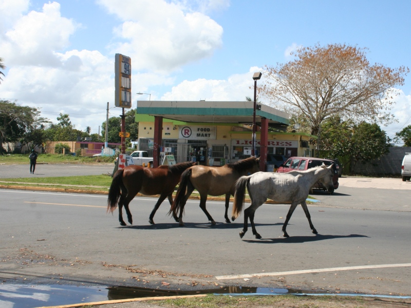 horses in Loiza