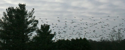 starlings in winter