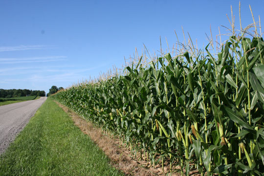 Western Ohio cornfield