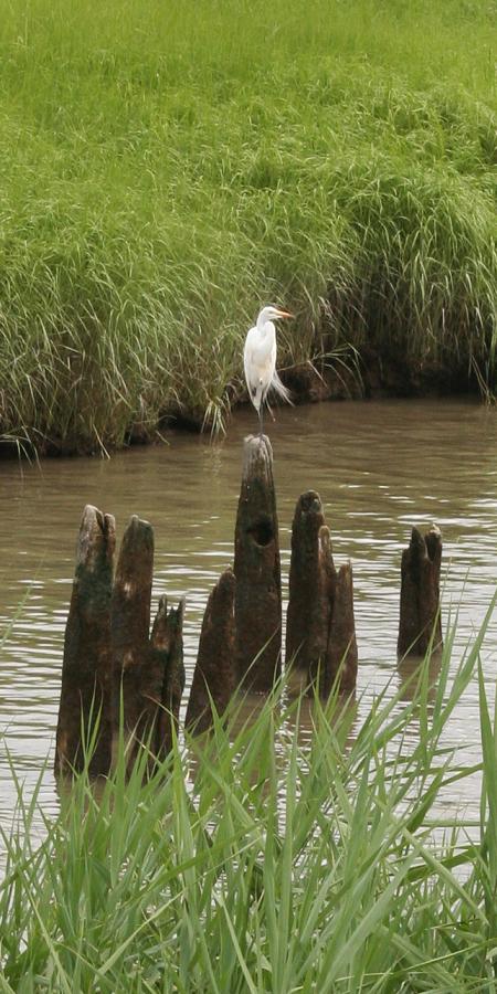 egret