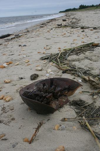 horseshoe crab carcass
