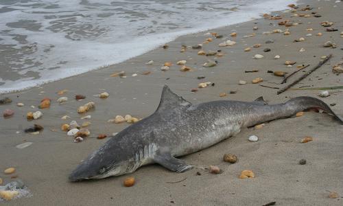 dead baby shark