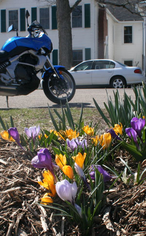 spring flowers